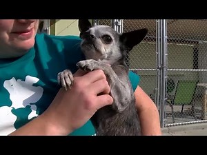Surrendered dogs at Humane Society available for adoption