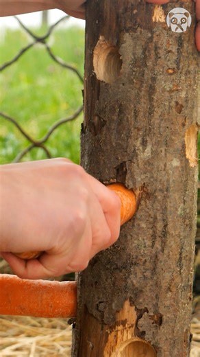 518K views · 1K reactions | Raising Healthy & Happy Farm Animals | Bored Panda Art | Facebook