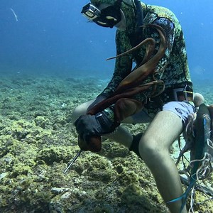 516K views · 13K reactions | The Underwater Octopus Hunters | Ryan Myers Spearfishing | Facebook