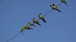 Nanday Parakeet Aratinga Nenday Known Black-hooded: Stockvideos & Filmmaterial (100 % lizenzfrei) 14824732 | Shutterstock
