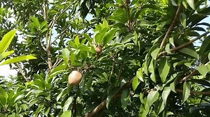 Sawo Sapodilla Manilkara Zapota Plant Young: vídeo stock (100% livre de direitos) 3482678117 | Shutterstock