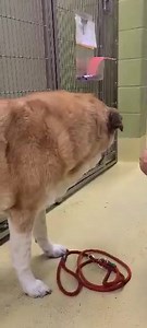 8.7K views · 1.7K reactions | SAFE!! SENIOR GIRL EUTH LISTED...