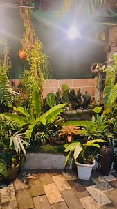 2.6K views · 18 reactions | #brunefelsiadensifolia#8921939101 #brunefelsialatifolia#8921939101 #homegarden | 헛헶헱헮혆헮'혀 헛헼헺헲 헚헮헿헱헲헻 - 횑횊횜횎횎횗횊 횓횊횋횋횊횛 | Facebook