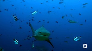 "I don't believe in ghosts, but I do believe in sharks." Next stop Sharks of Ghost Island starting at 8P tonight on Discovery. #SharkWeek | Shark Week