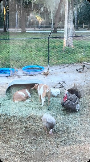 #barnyardwindowcam We haven’t done one of these in a long time! Everyone’s doing great! Belle is hiding because she got a haircut today! She hates it, but it’s something we have to do so she doesn’t get too hot in the Florida heat! If you want to see her haircut it’s on my story!🦙❤️ | Owl Hollow Farm