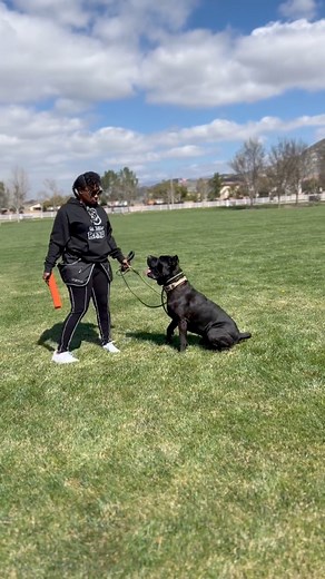 How Big is Bane really? Bane looks smaller on camera than he truly is. He’s a lot bigger in person. #RaisingBane #bigdogs #canecorso #funnypets #italianmastiff | Raising Bane