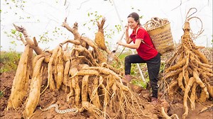 Harvest Giant Kudzu Root (Earthen Ginseng Root) Go to the market Sell - Cook nutritious Kudzu soup | Phuong - Harvesting