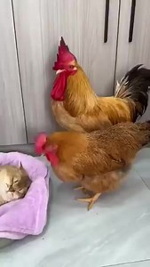 Rends-moi mes bébés..!!! 😃😊 | Chien ou Chat