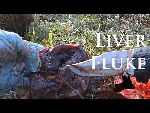 Roestalker: Carcass inspection - Liver fluke in roe deer