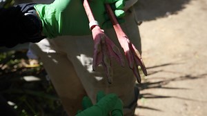 2.5K views · 171 reactions | It was all hands (& wings & necks &...