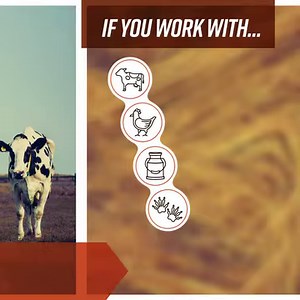 15K views · 138 reactions | H5N1 bird flu is spreading in some farm animals. Though rare, it can infect people. If you are around poultry, dairy cows or other animals that are sick, or come into contact with raw/unpasteurized milk from sick cows, wear protective gear. If you think you’ve been exposed and feel sick, seek medical care. Everything you need to know about bird flu can be found here: https://bit.ly/45CwdUl | CDC | Facebook