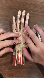 PALMAR APONEUROSIS An aponeurosis is a flat sheet of fibrous tissue that serves as an anchor for muscle or as a connector to the muscle's destination. In the case of the palmar aponeurosis, it is a continuation of the palmaris longus tendon, and the sheet lies on top of the flexor tendons within the hand. The aponeurosis then divides and attaches onto the fibrous sheaths of the fingers. Just beneath it you can see a horizontal band of fibrous tissue around the wrist. This is called the flexor re