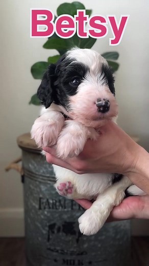 Betsy - F1 Female Standard Sheepadoodle #sheepadoodle_323 #dogs #puppies #cattle #doodle #dogsofyoutube | Chrome Story Edge