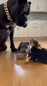 116K views · 2K reactions | The Milk Heist: Batman Chihuahua vs Cane Corso 拏驪 #FunnyDogs #DogDrama #ChihuahuaEnergy #CaneCorso #BatmanDog #DogVsDog #PuppyLife #DogTok #ViralDogs #FunnyAnimals #DogReactions #SmallDogBigAttitude #BigDogLittleDog #CuteButPsycho #PetComedy | Peanut And Titan | Facebook