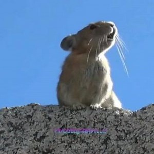 Vegan Athletes Colombia on Reels