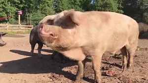 9.8K views · 2.4K reactions | This slow motion video from the watermelon smash party yesterday, shows just how spectacular Captain Dan's ears are. | Happily Ever Esther Farm Sanctuary | Facebook