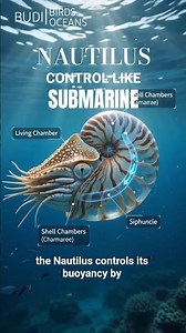 🚢 The Secret Inside a Nautilus Shell That Works Like a Submarine #nautilus #ocean #wildlife