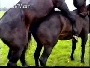 Tourist captured this zoo sex Adventure featuring two black horses fucking