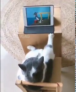 500K views · 2.2K reactions | Catflix and chill  | Steve Blum | Facebook