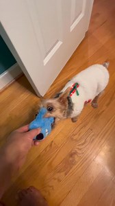 2.3K views · 43 reactions | Fetch #yorkielove | Myclosingthoughts | Facebook