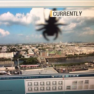 1.2K views · 66 reactions | We can add spiders to the list of things Dave hates (Tom Brady & pumpkin spice anything in case you forgot) I have to figure a way to burn the camera down now #NJTonight #spiders #creepy #grossedout | Dave Curren | Facebook