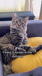 I have 3 mood in the morning.. 🙂🐯 #funny #mood #memes #catsoftiktok #catlovers #lifeofacat #cats #morning #laughter #foryou #fyp #viral #moodinthemorning #tabbycat #rescuecat #rescuekitten #smilingcat #funnycatvideos #tonythetabbycat | Funny cat