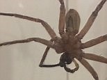 Terrifying moment person finds massive spider in shower