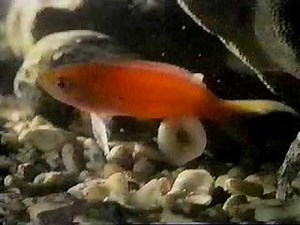 Cone snail eating fish