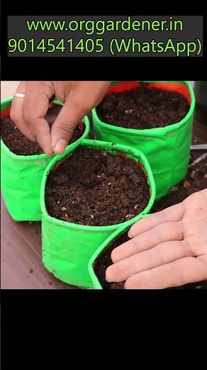 Sowing Soya kura seeds