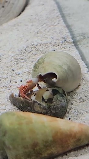 Hermit Crab Changing Shells On Camera! 😯