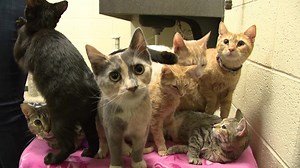 Cats dumped at the Lycoming County shelter