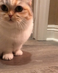 7.2K views · 2K reactions | Call 1-800-BBY-LOON for all your exterminator needs  | Hello_Luna_Rose | Facebook