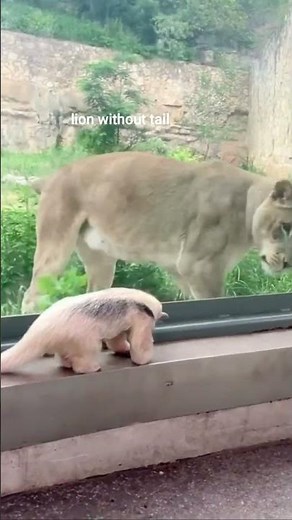 lion attack anteater | lion without tail |lion vs anteater #tiger #shorts #youtubeshorts #ytshorts