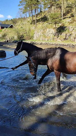 Sammen finner de rytmen 🤠🕺🕺 Paddy og Victor🐴❤️ | Sabri Semet