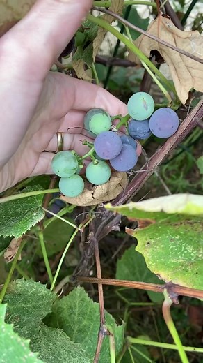Grape Jelly 🍇! Homemade grape jelly is the best and surprisingly easy to make! #homemadefood #canningseason #grapejelly #bakingwithmom #Deliciousfood | Baking With Mom