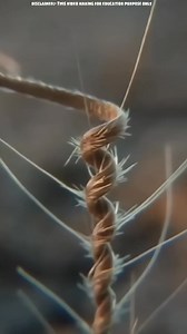 Erodium seed.... #facts #science #maths #knowledge #fyp #shorts #reels #viral | Astrox space