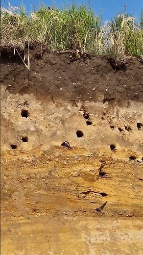 Sand Martin nesting in the cliff