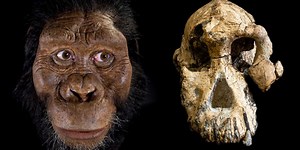Un nuevo rostro para la línea de los Australopithecus