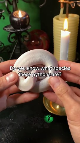 Can you identify these python species?