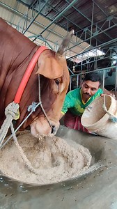 33M views · 120K reactions | Biggest RCC Bull 2023 | Sadeeq Agro | •...