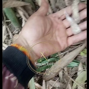 36K views · 305 reactions | Qhia tus tshuaj kho zoo mob ntsev txag los yog mob los paug  pab se rau lws tus thiab  | Niam xais Xyooj | Facebook