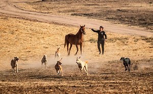 Horse Kicks Tree, Farts on Dog, and Then Runs Away