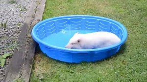 Willow the piggy is certainly having fun in this pool! Pigs (and other animals that are farmed for their flesh, their milk, their eggs, their skins etc.) are just as playful and character-filled as the dogs and cats we share our homes with. They feel pleasure and sadness, excitement and resentment, depression, fear, and pain.. and they deserve our respect. It's time to evolve beyond seeing animals as commodities that we can freely exploit. Veganism is the future. | EVOLVE! Campaigns