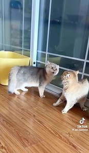 Elo lolololololo looo | Ikatan Kucing Indonesia (IKI)