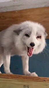 3.8K views · 8.9K reactions | Hi friends. Reef the fox here with...