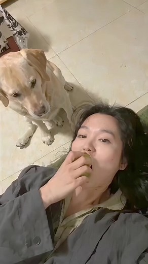 Dog Drops the Salad—But Keeps the Drama 😂🥗 POV: You just wanted a quiet lunch, but your dog had other plans. This Labrador’s guilty look after spilling the salad is too funny! Tag a friend whose pet causes chaos like this 😂👇 #FunnyDog #DogFails #LabradorLife #PetDrama #ViralLaughs #RelatableMoments #DogLoversUK #DogsOfInstagram #FYP #ForYou #UKHumor #USAComedy #AustraliaLaughs #europevibes