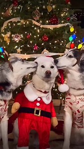 🎶 I saw Huskies kissing Santa Claus! Who wants a smooch? Merry Christmas! #huskies #dogs #christmas #santa #funnydogs | 2Husketeers