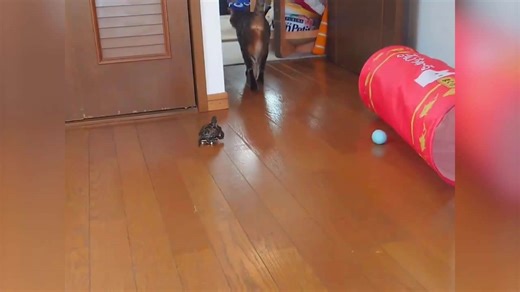Turtle riding skateboard chases away pet cat