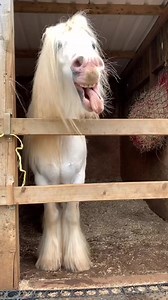 Wait? What? 😂 have you ever seen singing ponies? 😬😂 - 📹: Tiktok mother_of_unicornsuk . . . #horsesofinstagram #equestrian #pferdeliebe #ridersofinstagram #instahorsecommunity #horse #horses #instahorse #horselove #horselife #horsesofinstagram #horseloversofinstagram #horse #horses #horsepower #horselov #horseracing #horseriding | We Love Horses