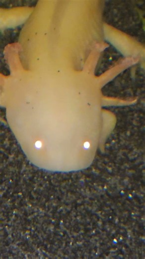 Axolotl with glowing eyes!!!😱🫣😬#animal #axolotl